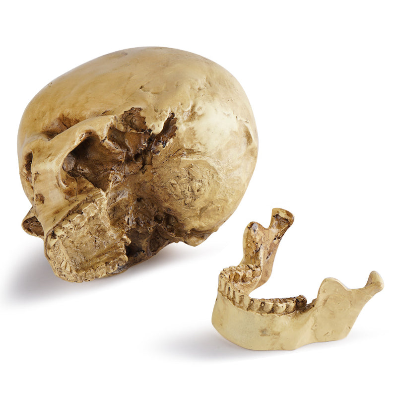 Skull Sculpture - Resin Craft for Home, Office & Halloween
