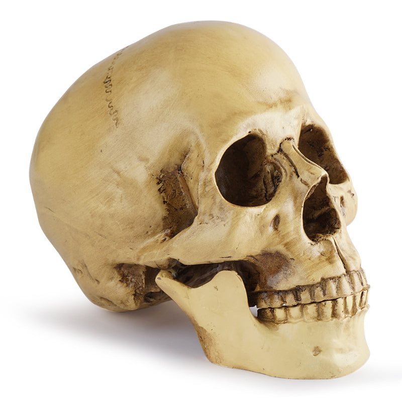 Skull Sculpture - Resin Craft for Home, Office & Halloween