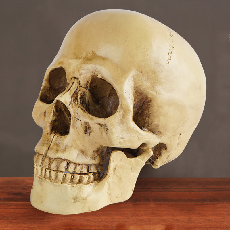 Skull Sculpture - Resin Craft for Home, Office & Halloween