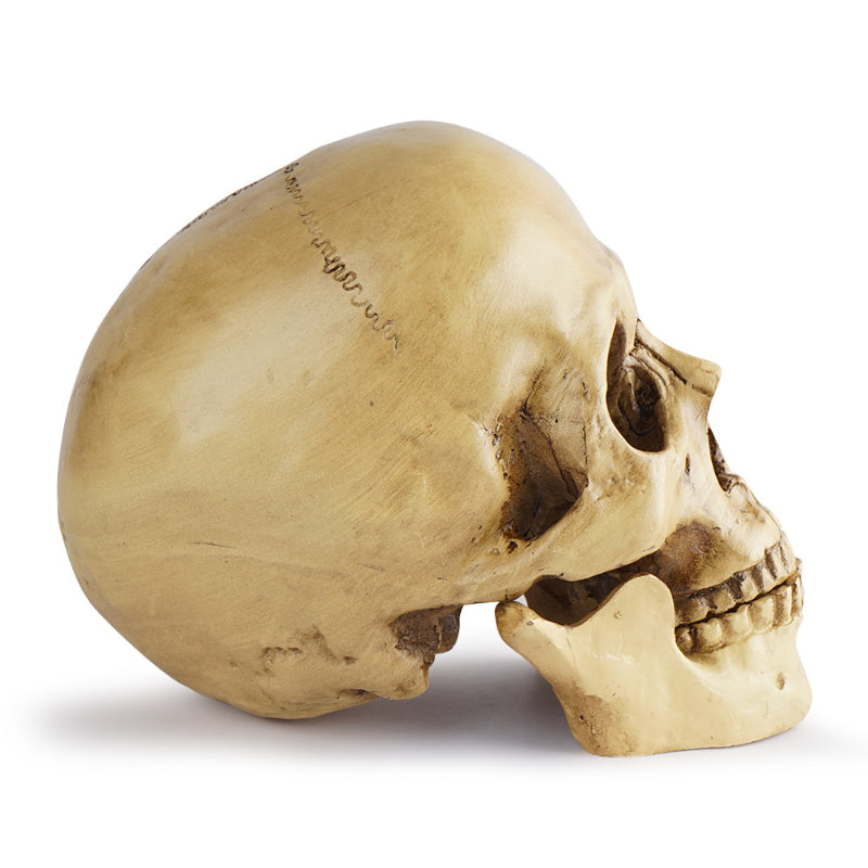 Skull Sculpture - Resin Craft for Home, Office & Halloween