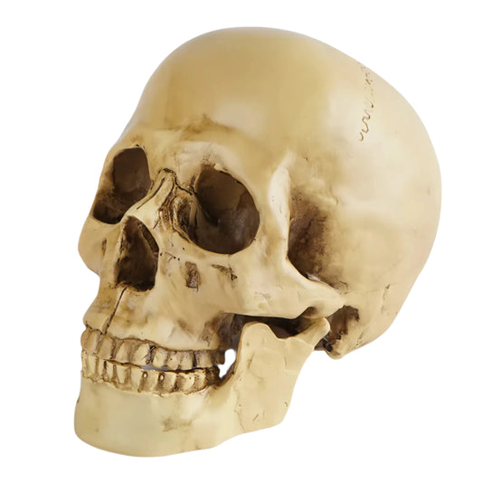 Skull Sculpture - Resin Craft for Home, Office & Halloween